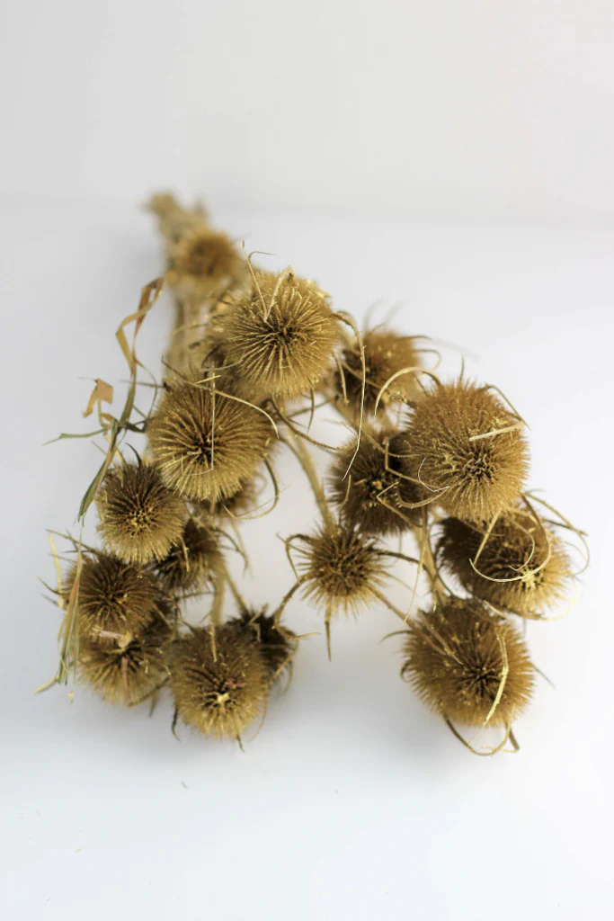 Dried Thistle - Gold Bunch, 60 cm