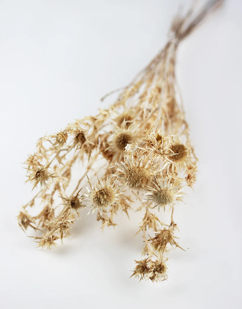 Dried Cardi Palustri Bleached Flowers Bunch- 55cm