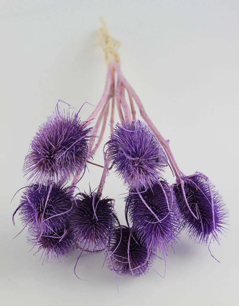 Dried Cardi - Pastel Purple Bunch, 50 cm - Image 2