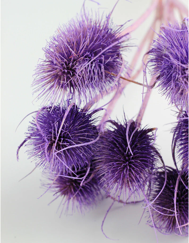 Dried Cardi - Pastel Purple Bunch, 50 cm - Image 3