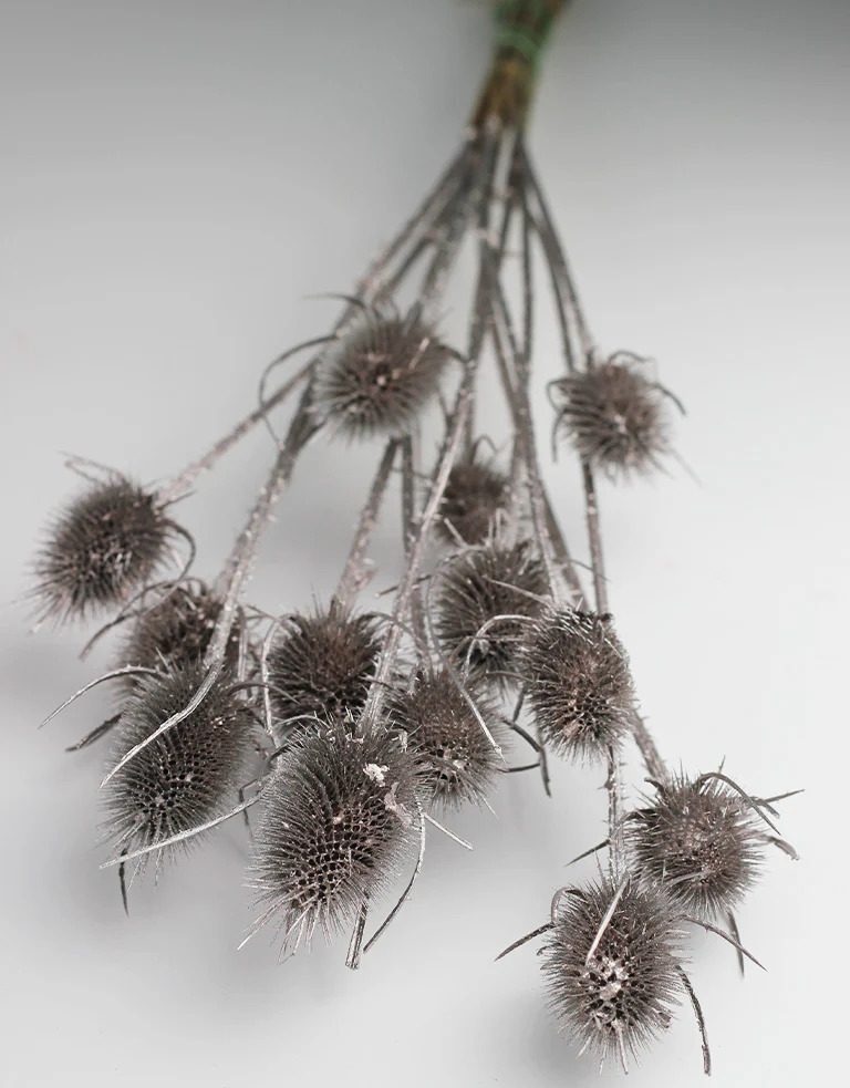 Dried Cardistella - Champagne Bunch, 70 cm