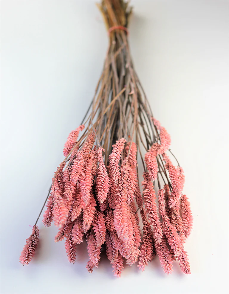 Dried Celosia -  Baby Pink Bunch, 70 cm