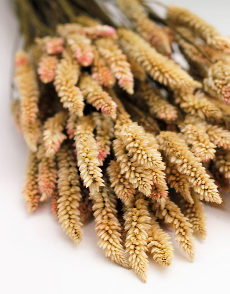 Dried Celosia - Natural Bunch, 70 cm - Image 3