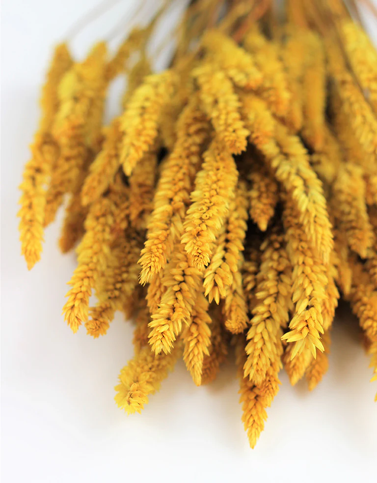 Dried Celosia - Ocher Yellow Bunch, 65 cm