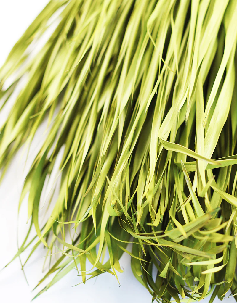 Dried Chamaerops Palm - Apple Green Bunch, 8 Stems, 70 cm - Image 3