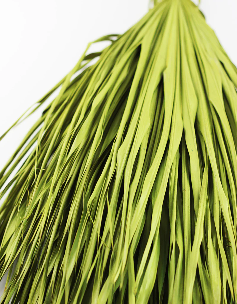 Dried Chamaerops Palm - Apple Green Bunch, 8 Stems, 70 cm - Image 4