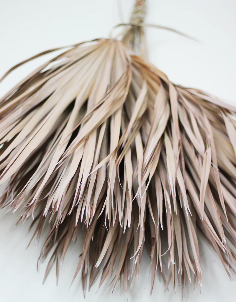Dried Chamaerops Palm Bunch- Frosted Natural, 8 stems 60 cm