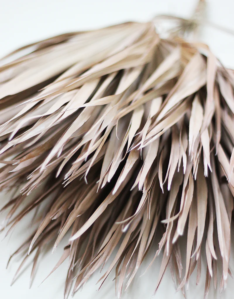 Dried Chamaerops Palm Bunch- Frosted Natural, 8 stems 60 cm - Image 2
