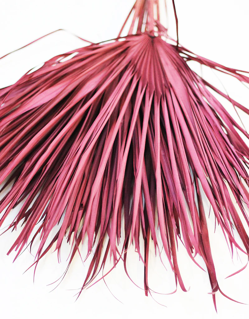 Dried Chamaerops Palm - Burgundy Stems, 8 stems 60 cm