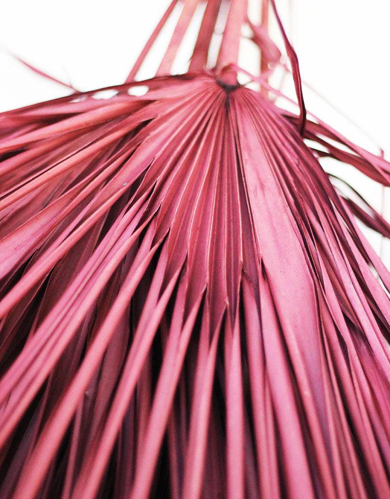Dried Chamaerops Palm - Burgundy Stems, 8 stems 60 cm - Image 3
