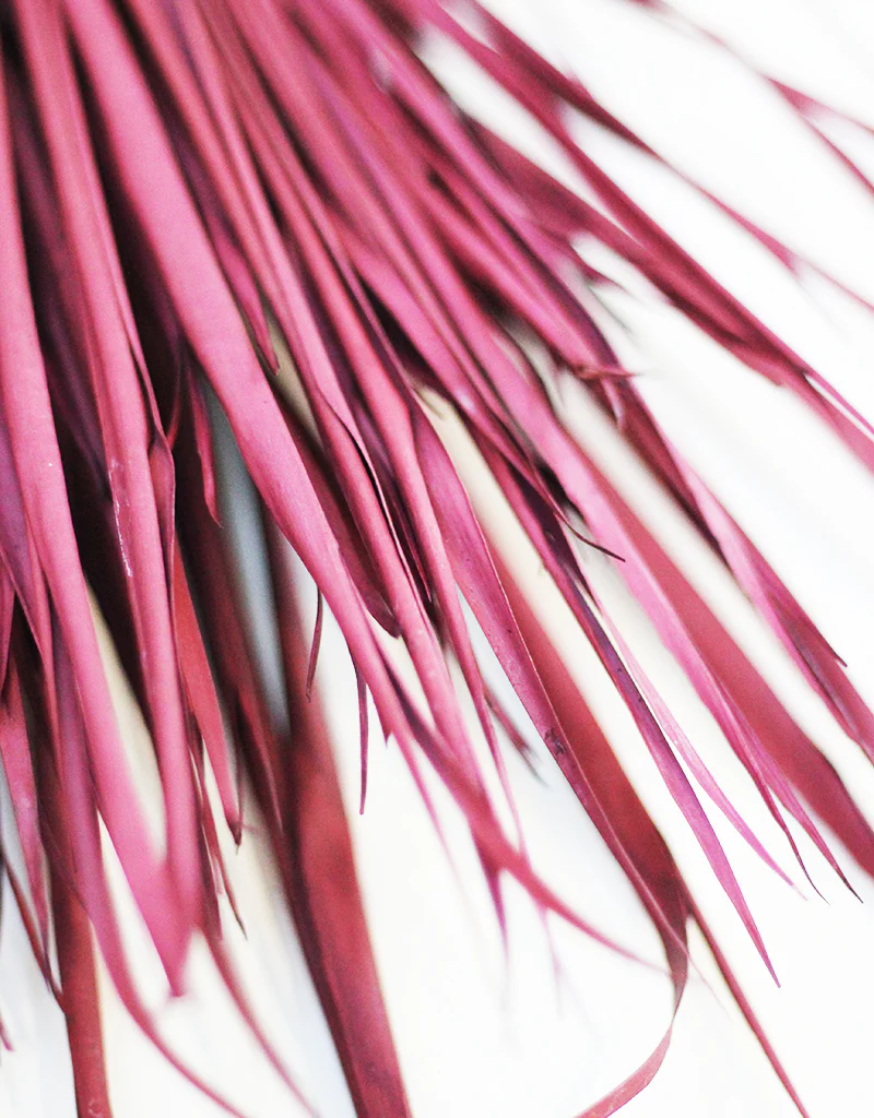 Dried Chamaerops Palm - Burgundy Stems, 8 stems 60 cm - Image 4