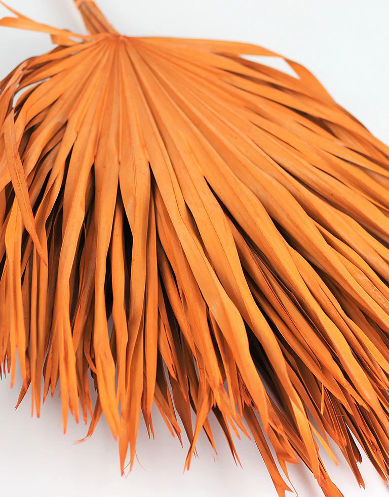 Dried Chamaerops Palm - Orange, 8 Stems, 65 cm