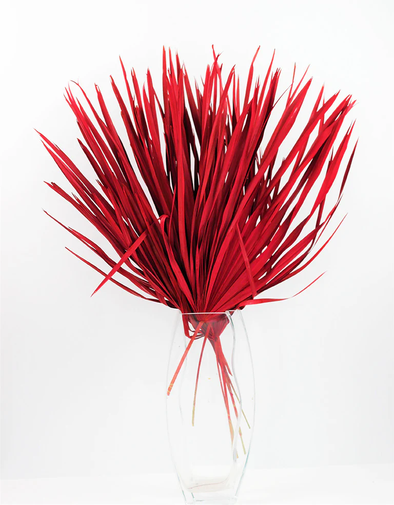 Dried Chamaerops Palm - Red Bunch, 8 Stems, 60 cm