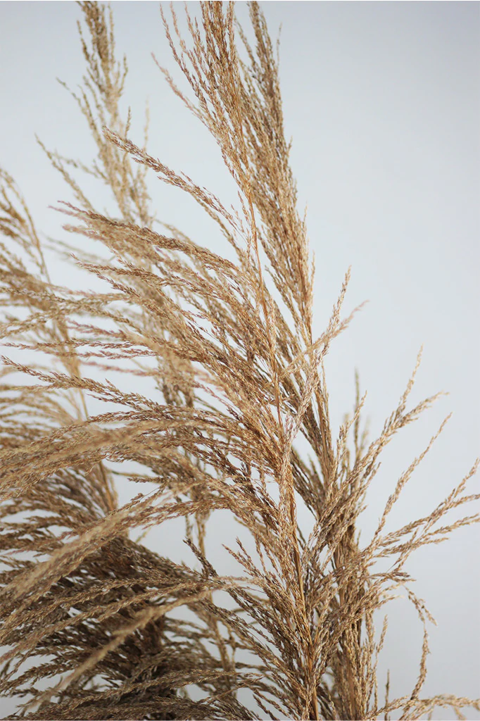 Dried Cortederia Pampas- Natural Bunch, 5 Stems, 100 cm - Image 3