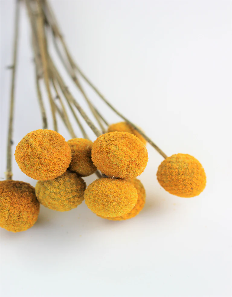 Dried Craspedia Billy Balls Flowers - Yellow Bunch (10 Stems), 55cm - Image 3