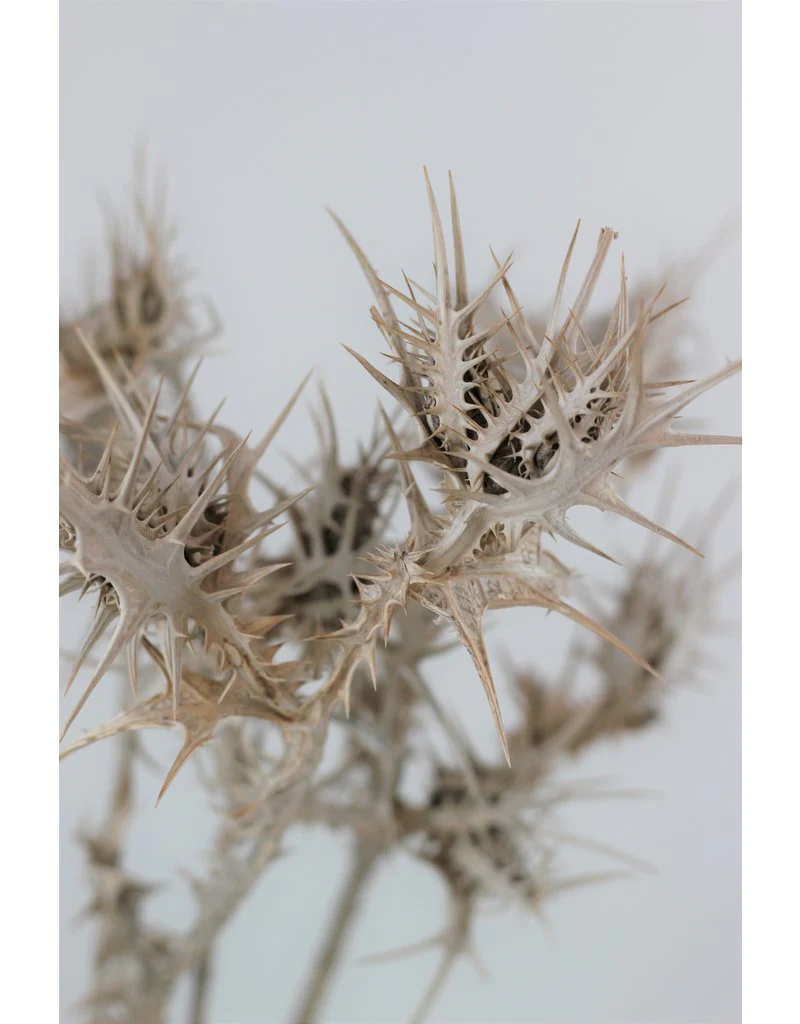 Dried Eryngium Thistle- Grey, 5 Stems, 50 cm - Image 3