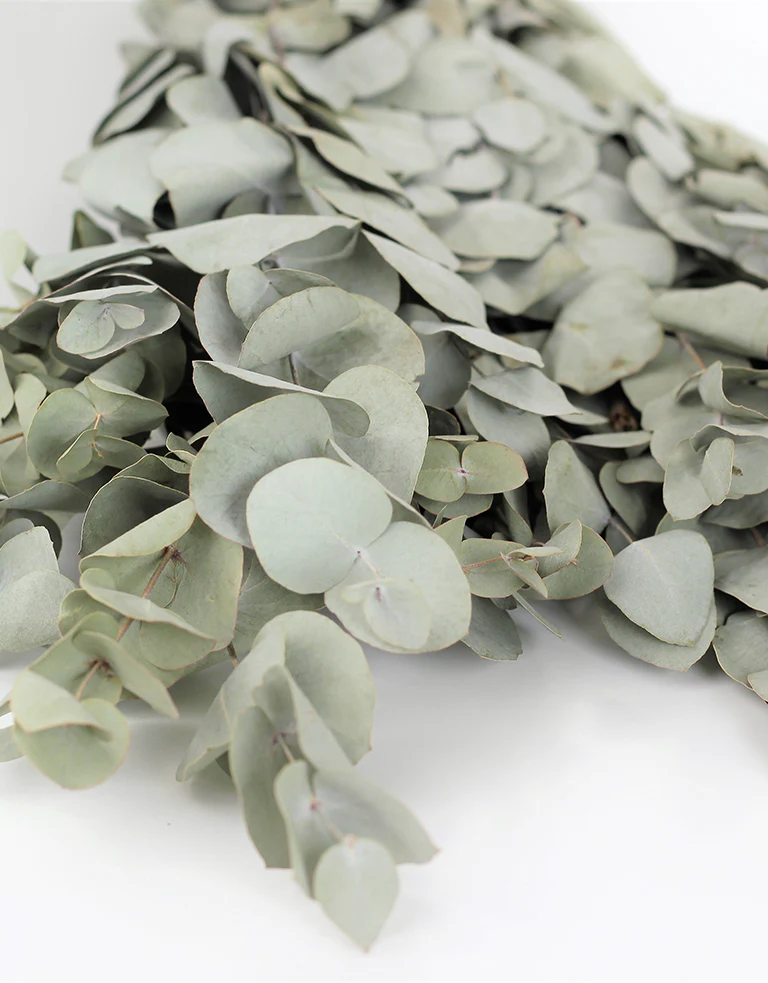 Dried Eucalyptus Stems- Cinerea Green Bunch, 65 cm - Image 3