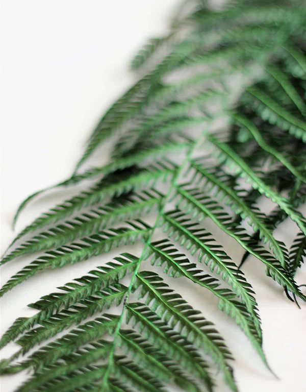 Dried Fern - Forest Green Bunch, 5 stems, 60 cm - Image 3