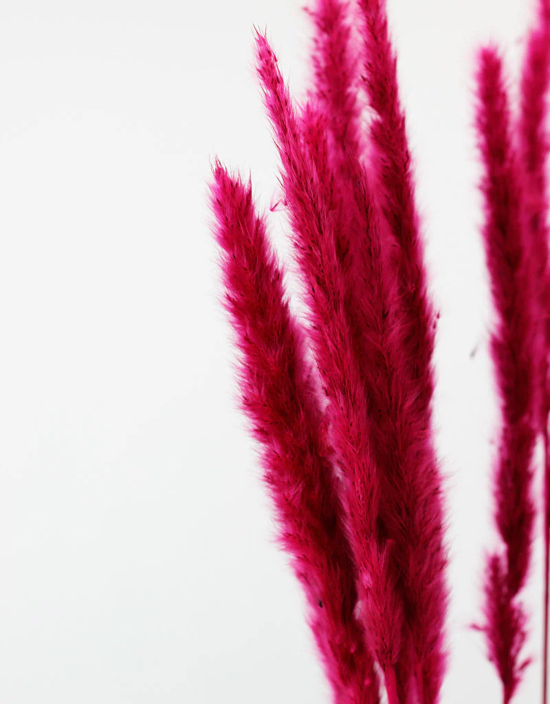 Fluffy Dried Pampas Grass - Cerise Pink, 10 Stems, 75 cm (Cortaderia) - Image 3