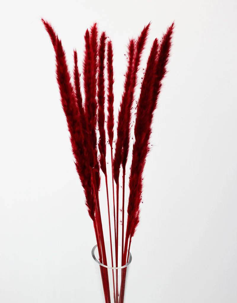 Fluffy Dried Pampas Grass - Dark Red, 10 Stems, 75 cm (Cortaderia)