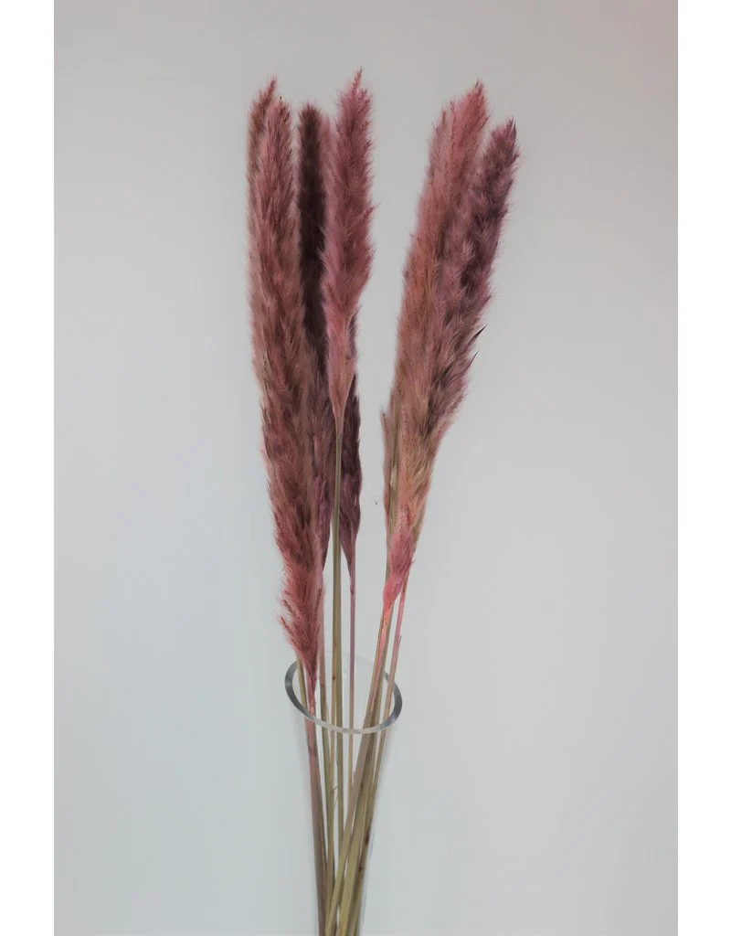 Fluffy Dried Pampas Grass - Dusky Pink, 10 Stems, 75 cm (Cortaderia)