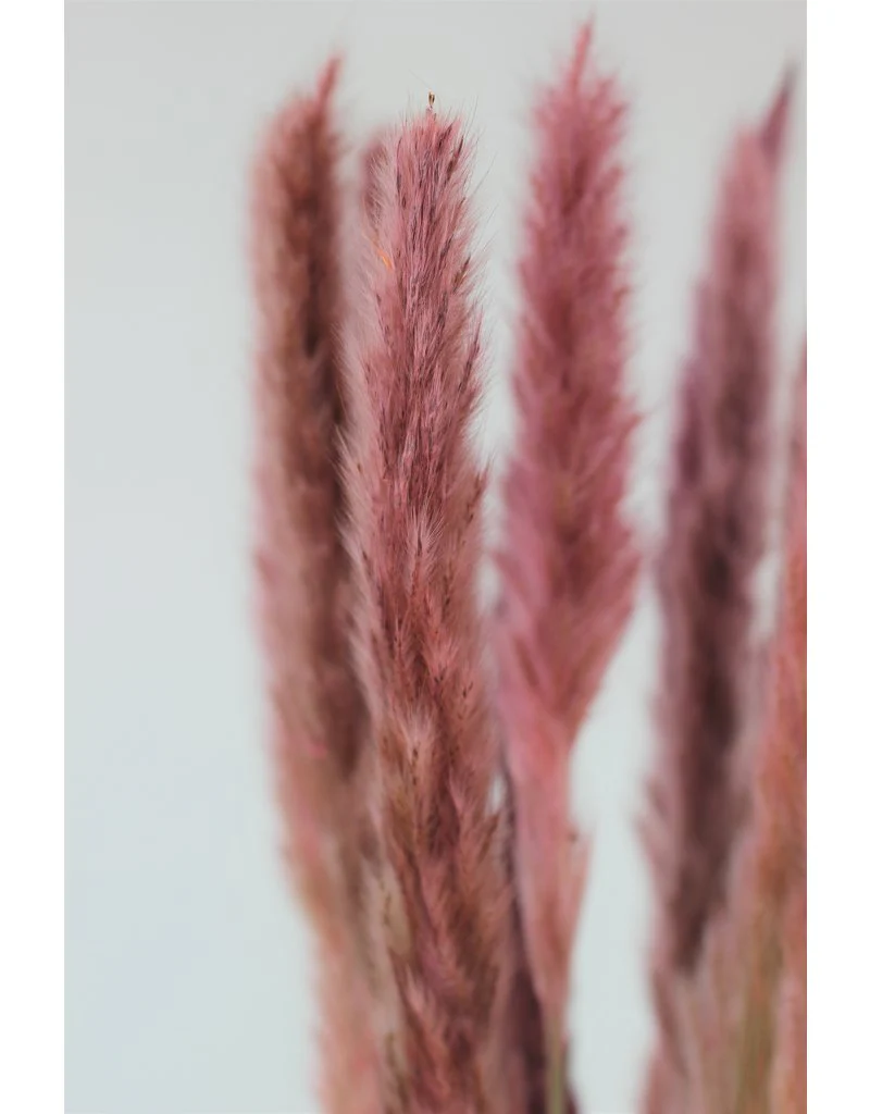 Fluffy Dried Pampas Grass - Dusky Pink, 10 Stems, 75 cm (Cortaderia) - Image 2