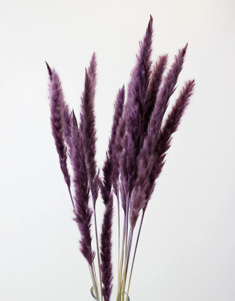Fluffy Dried Pampas Grass - Lilac, 10 Stems, 75 cm (Cortaderia)