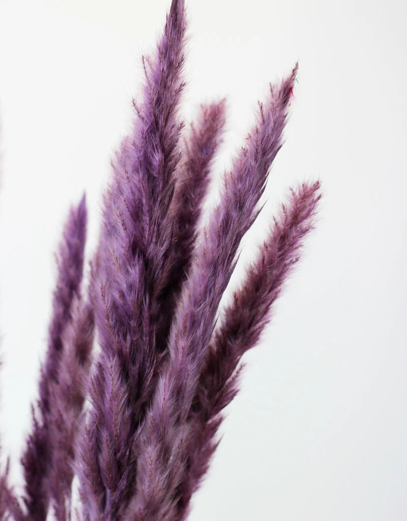 Fluffy Dried Pampas Grass - Lilac, 10 Stems, 75 cm (Cortaderia) - Image 2
