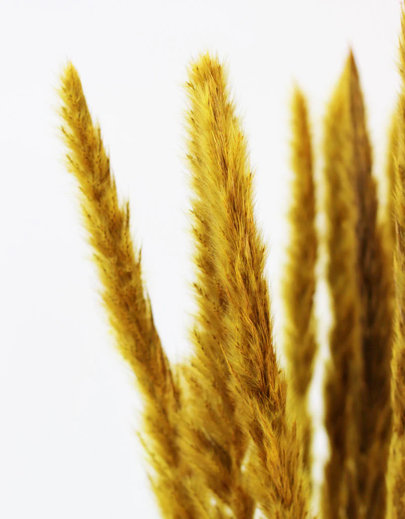 Fluffy Dried Pampas Grass - Yellow, 10 Stems, 75 cm (Cortaderia) - Image 3