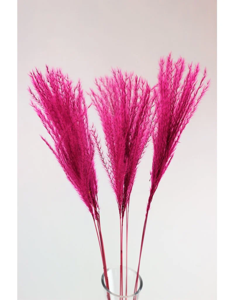 Fluffy Dried Silver Grass - Dusky/Light Pink, 10 Stems, 70 cm