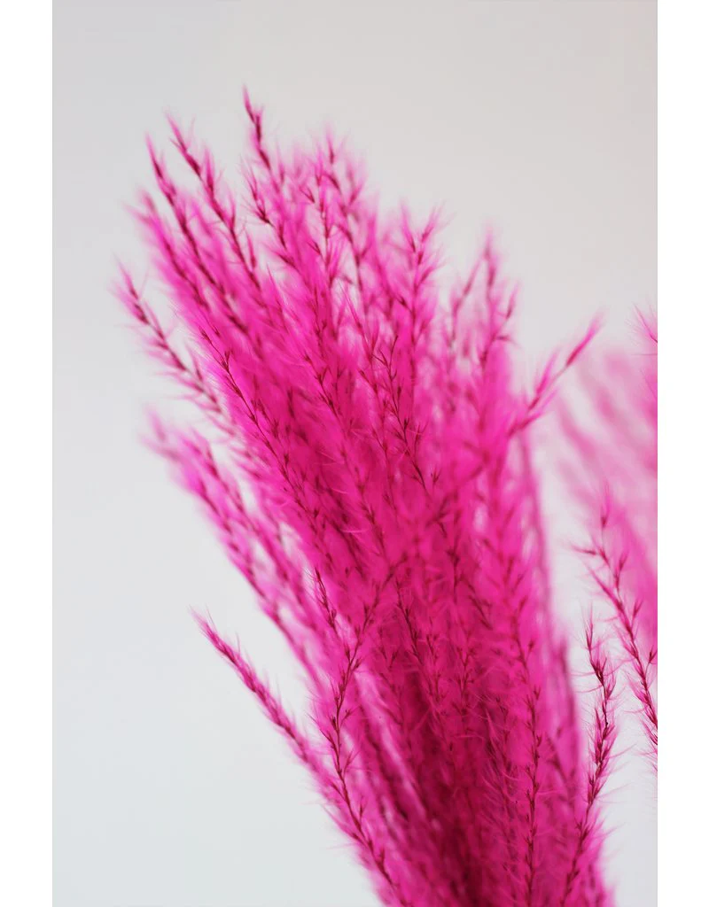 Fluffy Dried Silver Grass - Dusky/Light Pink, 10 Stems, 70 cm - Image 2
