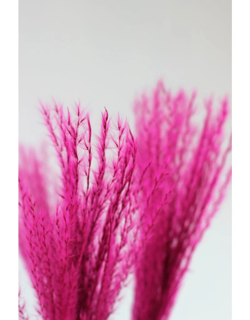 Fluffy Dried Silver Grass - Dusky/Light Pink, 10 Stems, 70 cm - Image 3