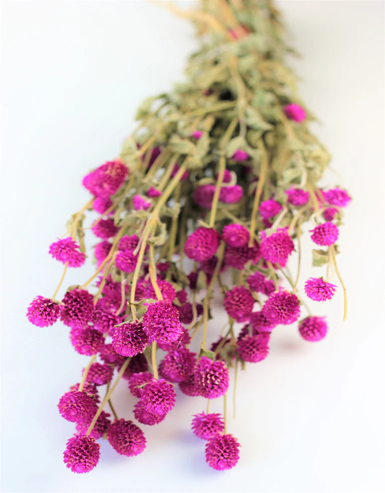 Dried Gomphrena - Cerise Pink Bunch, 60 cm