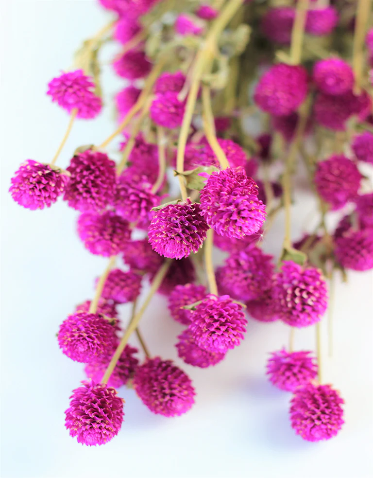 Dried Gomphrena - Cerise Pink Bunch, 60 cm - Image 4