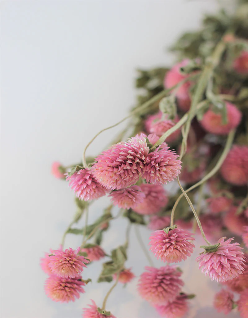 Dried Gomphrena Flowers - Pink Bunch, 55 cm - Image 3
