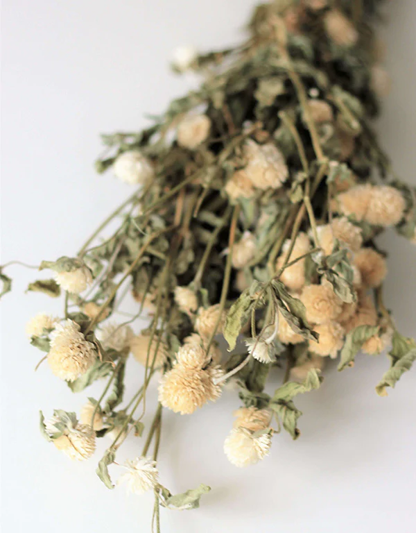 Dried Gomphrena - White Bunch, 60 cm