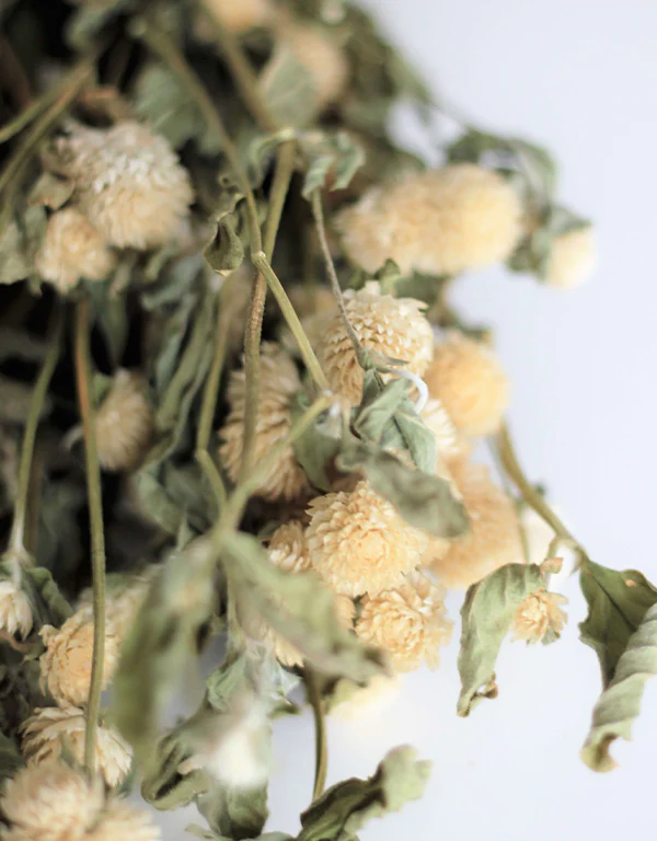 Dried Gomphrena - White Bunch, 60 cm - Image 3