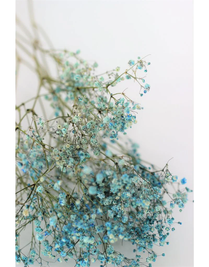 Dried Gypsophila - Light Blue Bunch, 5 Stems, 70 cm - Image 2