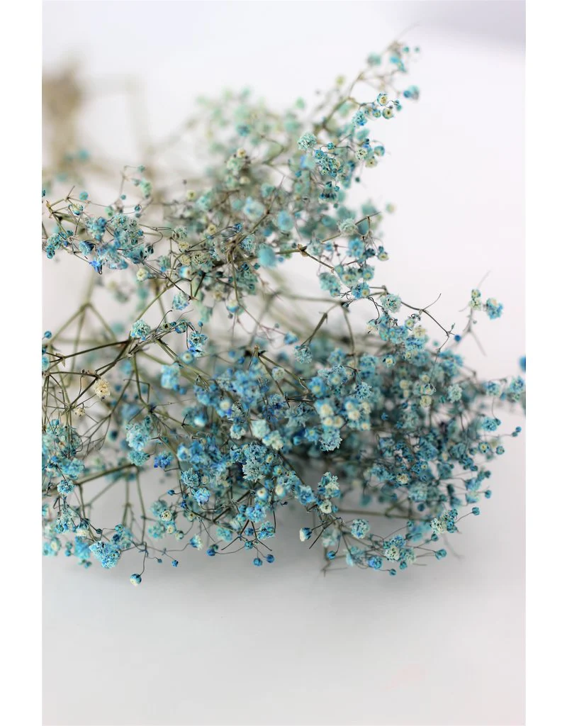 Dried Gypsophila - Light Blue Bunch, 5 Stems, 70 cm - Image 3