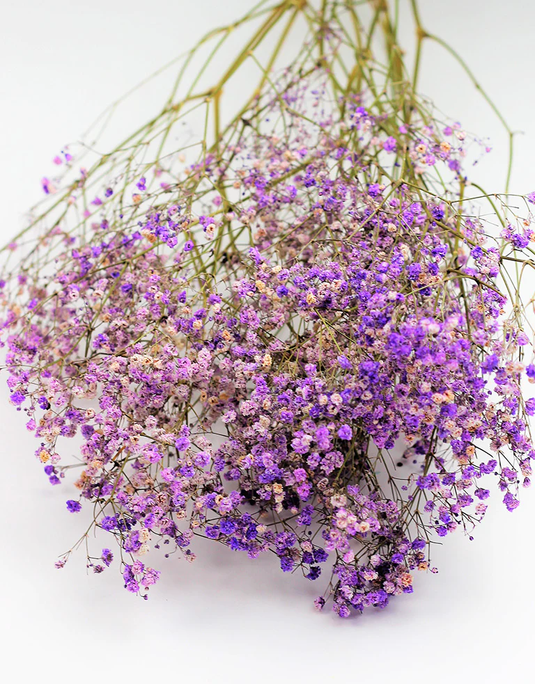 Dried Gypsophila - Lilac, 5 Stems, 70 cm