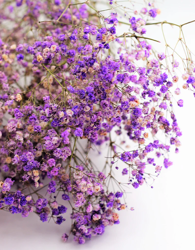 Dried Gypsophila - Lilac, 5 Stems, 70 cm - Image 3