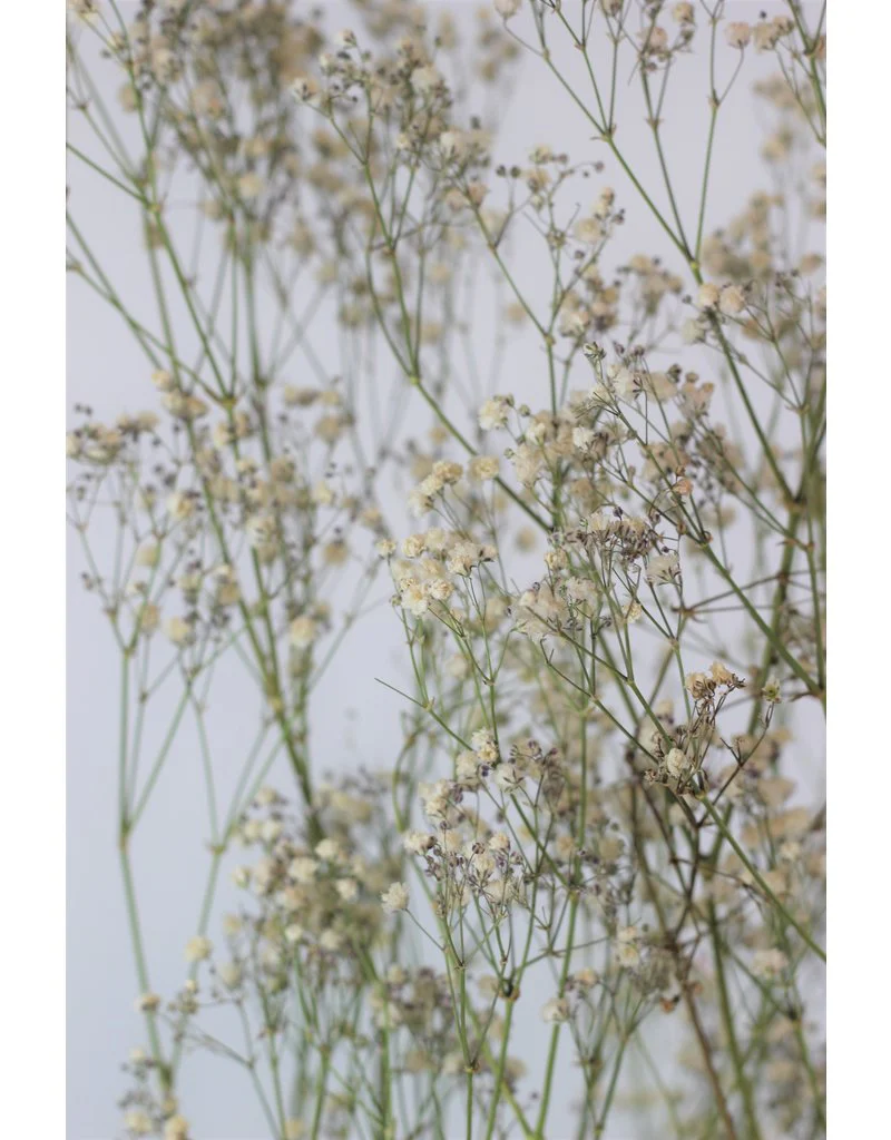Dried Gypsophila Flowers - Natural, 5 Stems, 70 cm - Image 3