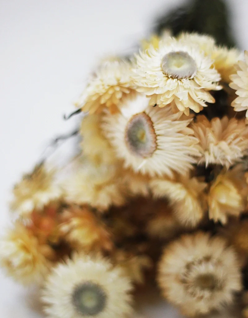 Dried Helichrysum - Cream Bunch, 10 Stems, 50 cm