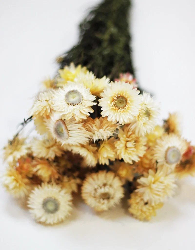 Dried Helichrysum - Cream Bunch, 10 Stems, 50 cm - Image 2