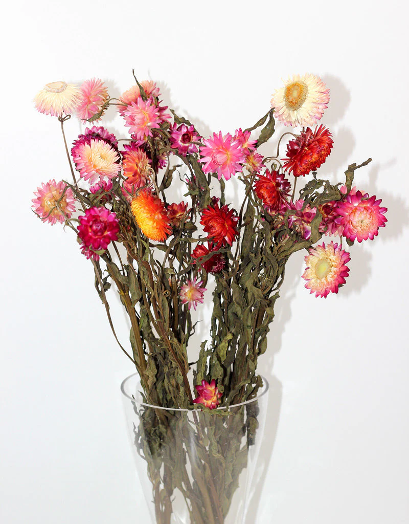 Dried Helichrysum - Mixed Bunch, 10 Stems, 60 cm - Image 2