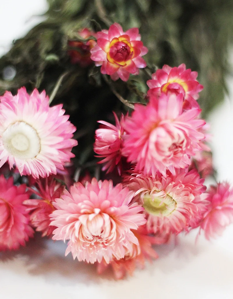 Dried Helichrysum Flowers- Pink Bunch, 10 Stems, 60 cm - Image 3