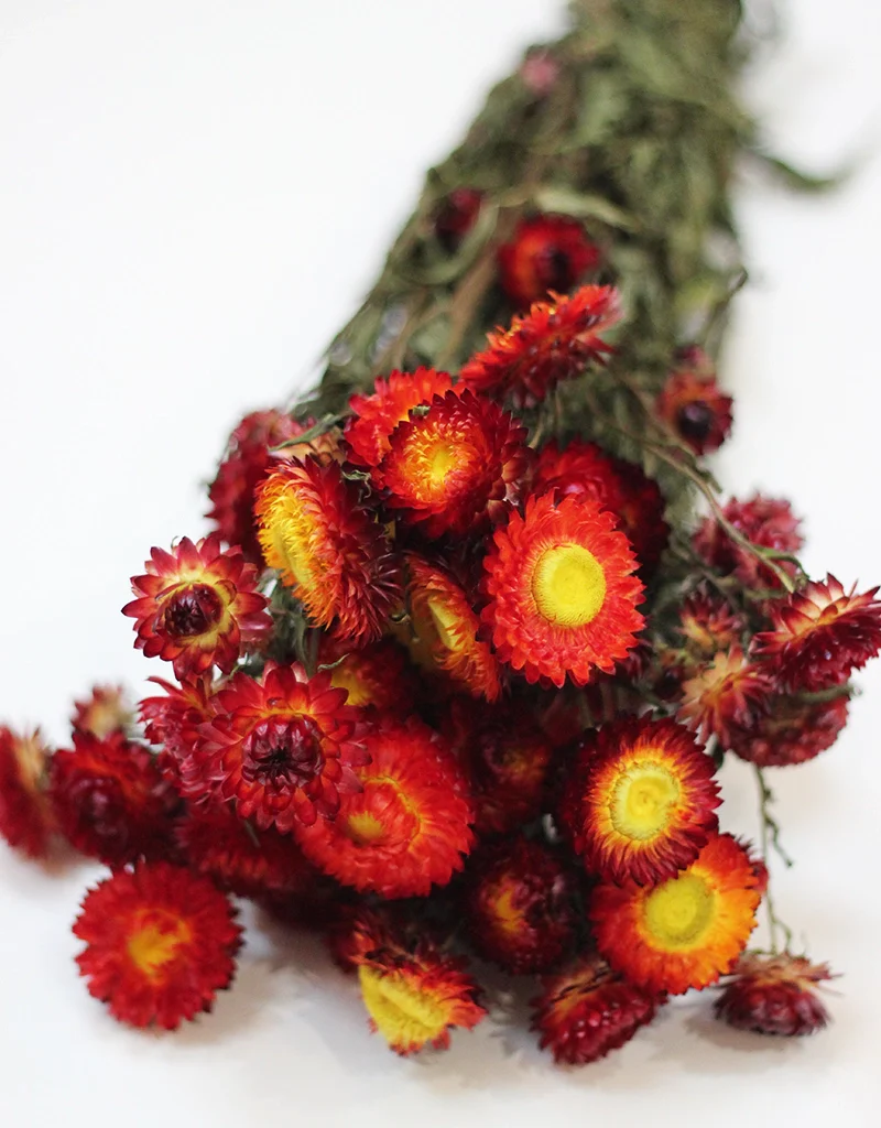 Dried Helichrysum - Red & Orange Bunch, 10 Stems, 50 cm