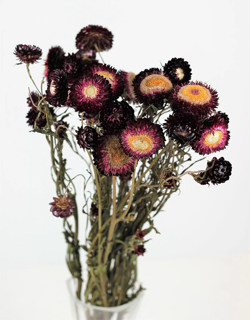 Dried Helichrysum - Violet/ Purple Bunch, 10 Stems, 60 cm