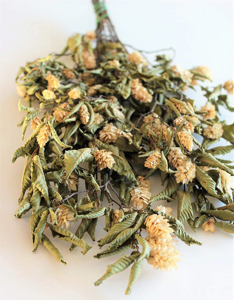 Dried Hops Natural - Ivory/ Cream Bunch, 150 grams, 65 cm