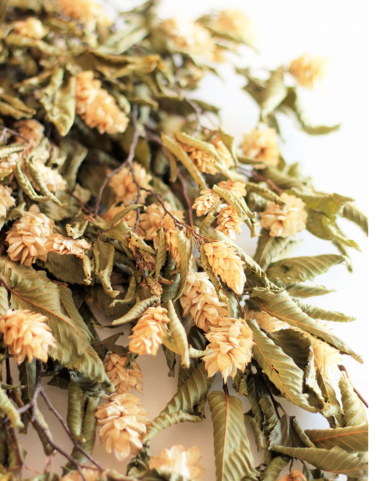 Dried Hops Natural - Ivory/ Cream Bunch, 150 grams, 65 cm - Image 2